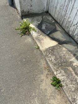 Entretien des pieds de mur