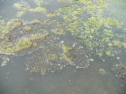 Baignade – Cyanobactéries dans la Loire