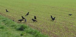 Seconde période d’effarouchement des oiseaux