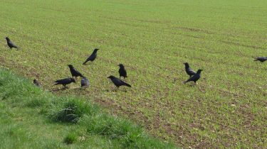 Seconde période d’effarouchement des oiseaux