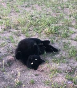 PERDUE chatte noire à VEZINS