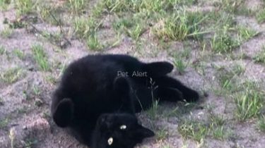 PERDUE chatte noire à VEZINS