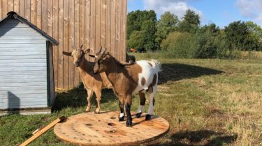Arrivées des chèvres à l’éco-pâturage de La Ferchauderie