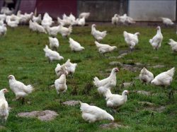 Influenza aviaire | Renforcement des mesures de biosécurité