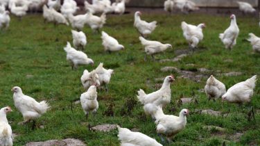 Influenza aviaire | Renforcement des mesures de biosécurité