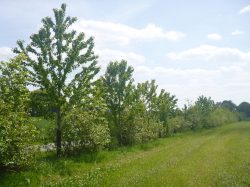 SMiB – Campagne de plantations de haies bocagères