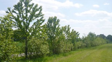 SMiB – Campagne de plantations de haies bocagères